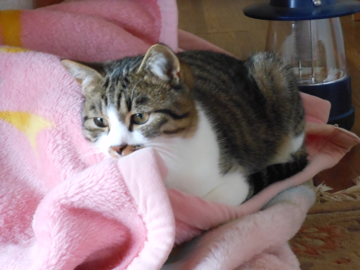 f:id:kaedeya:20191211164635j:plain f:id:kaedeya:20191211164635j:plain