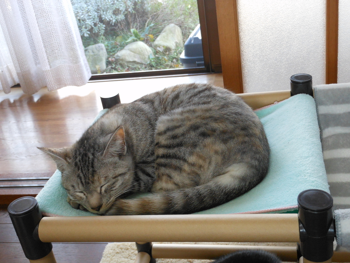 f:id:kaedeya:20191211172509j:plain f:id:kaedeya:20191211172509j:plain