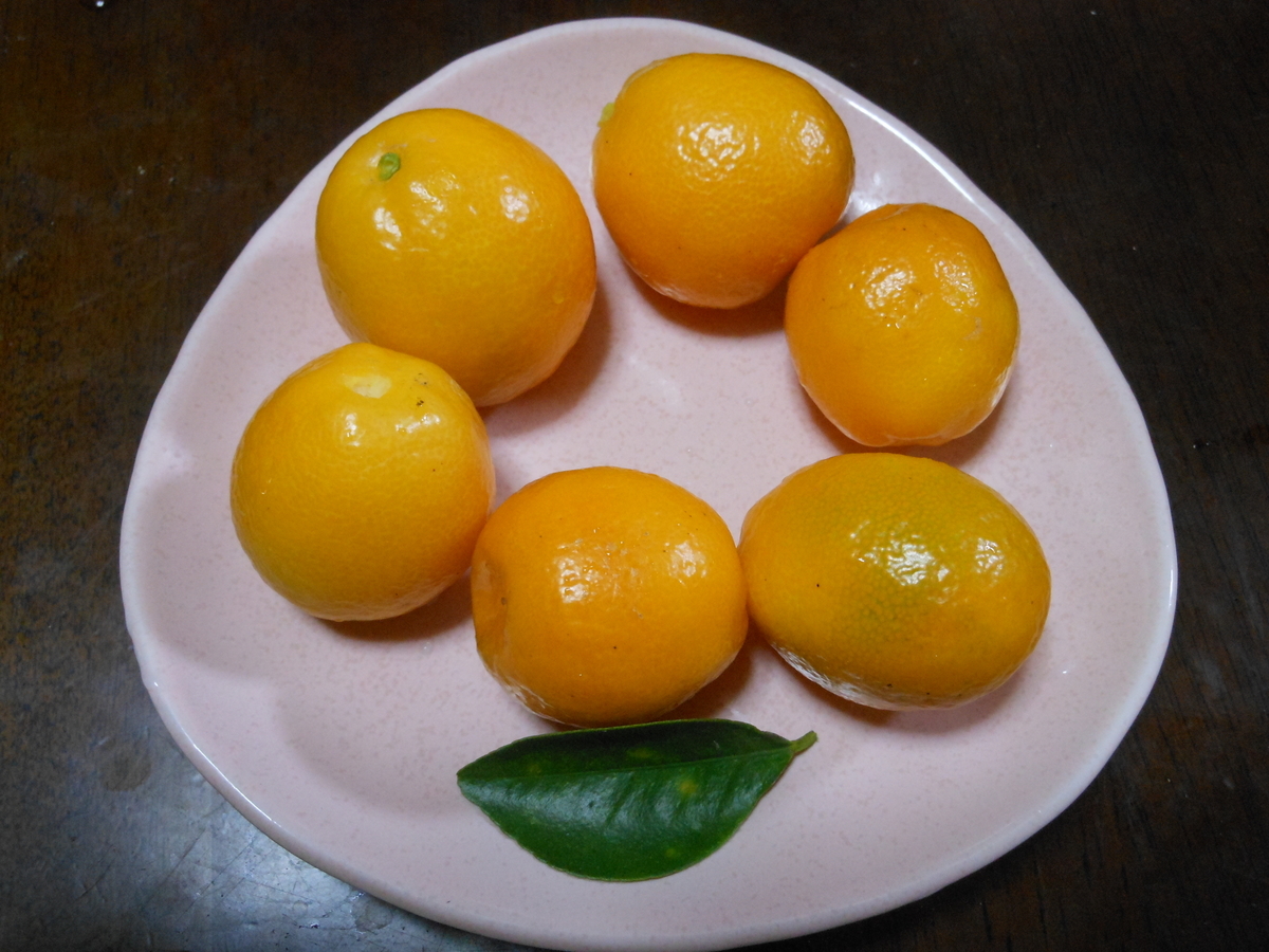 f:id:kaedeya:20191222204241j:plain