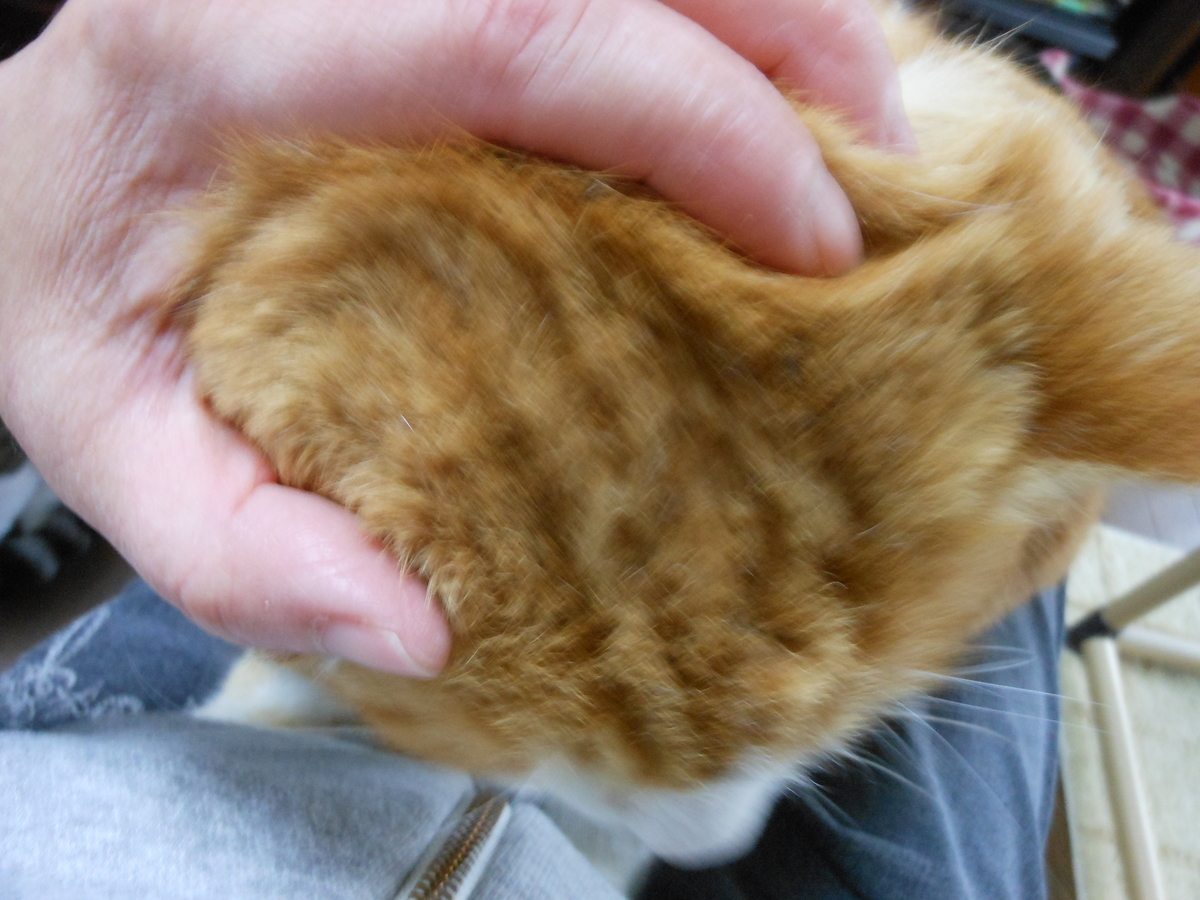 f:id:kaedeya:20191226134826j:plain