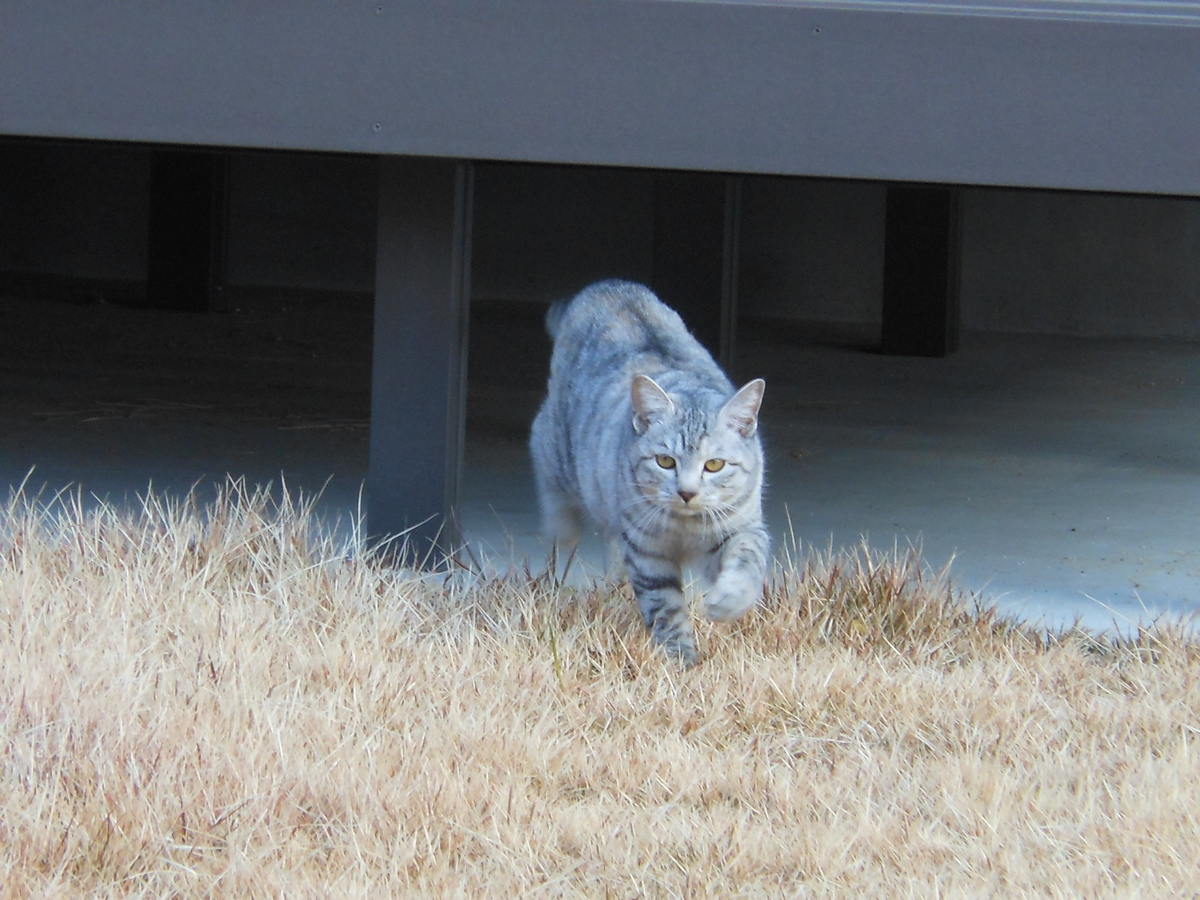 f:id:kaedeya:20200103124109j:plain