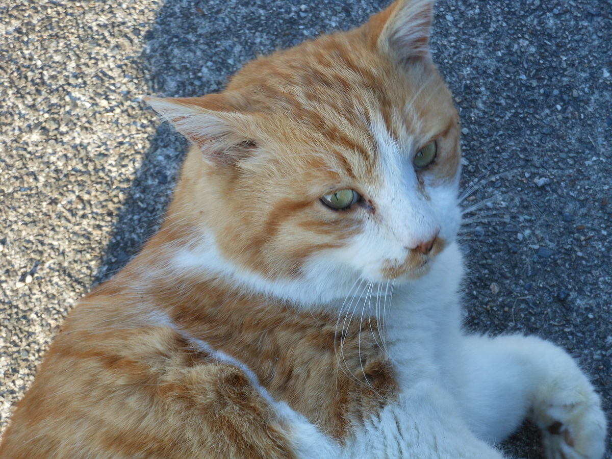 f:id:kaedeya:20200103130115j:plain