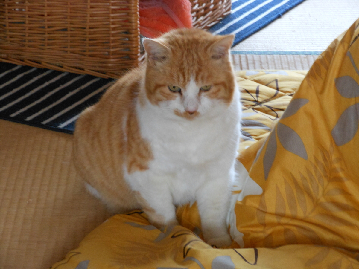 f:id:kaedeya:20200103130501j:plain