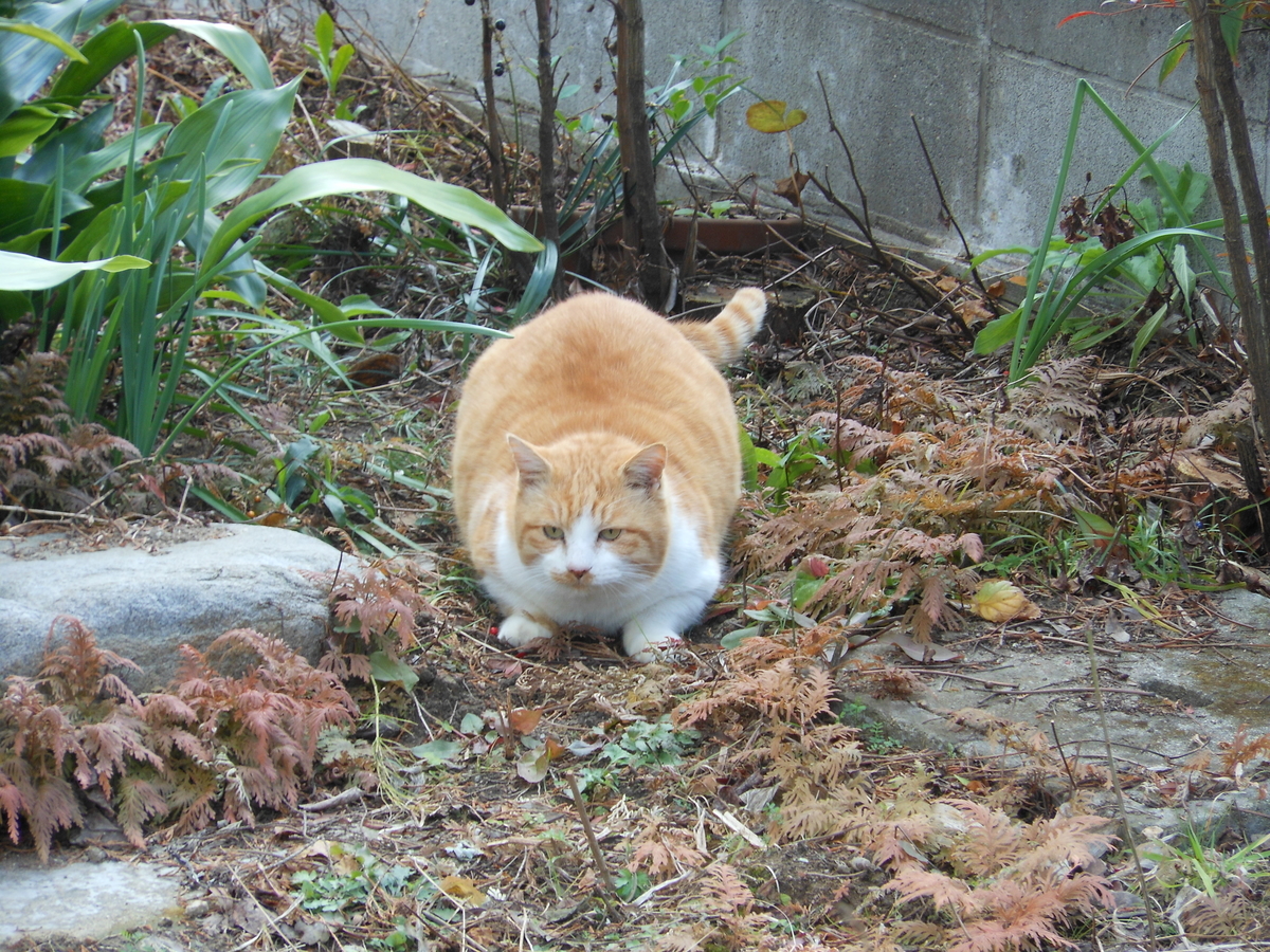 f:id:kaedeya:20200103130551j:plain