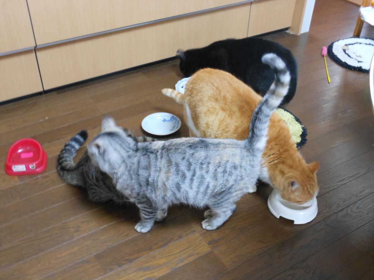 f:id:kaedeya:20200103131025j:plain