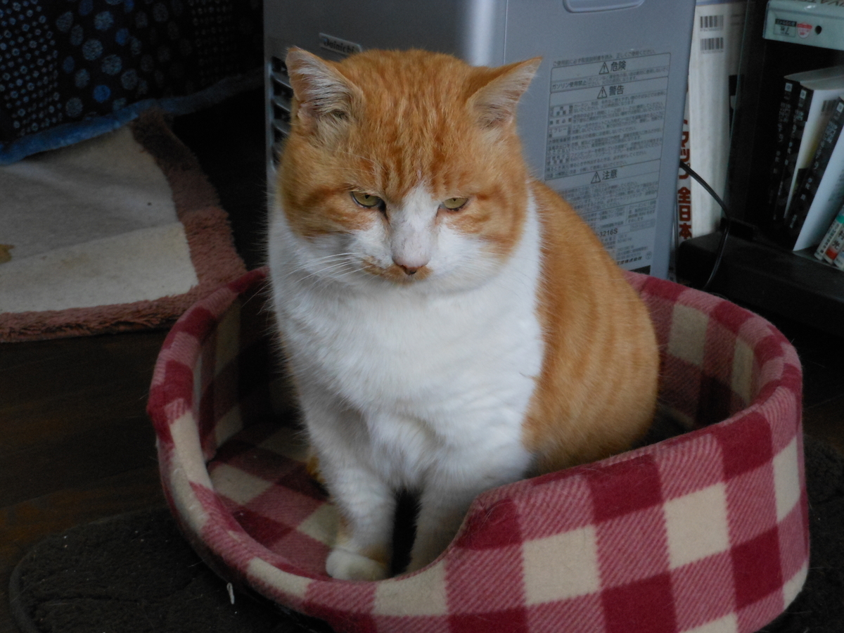 f:id:kaedeya:20200103132502j:plain