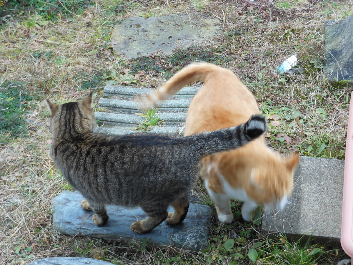 f:id:kaedeya:20200103134140j:plain