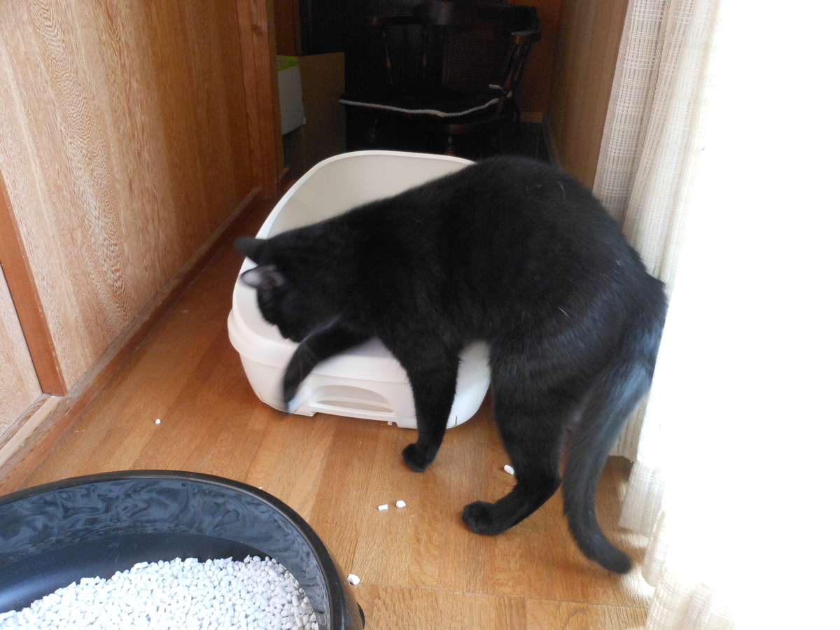 f:id:kaedeya:20200122124007j:plain