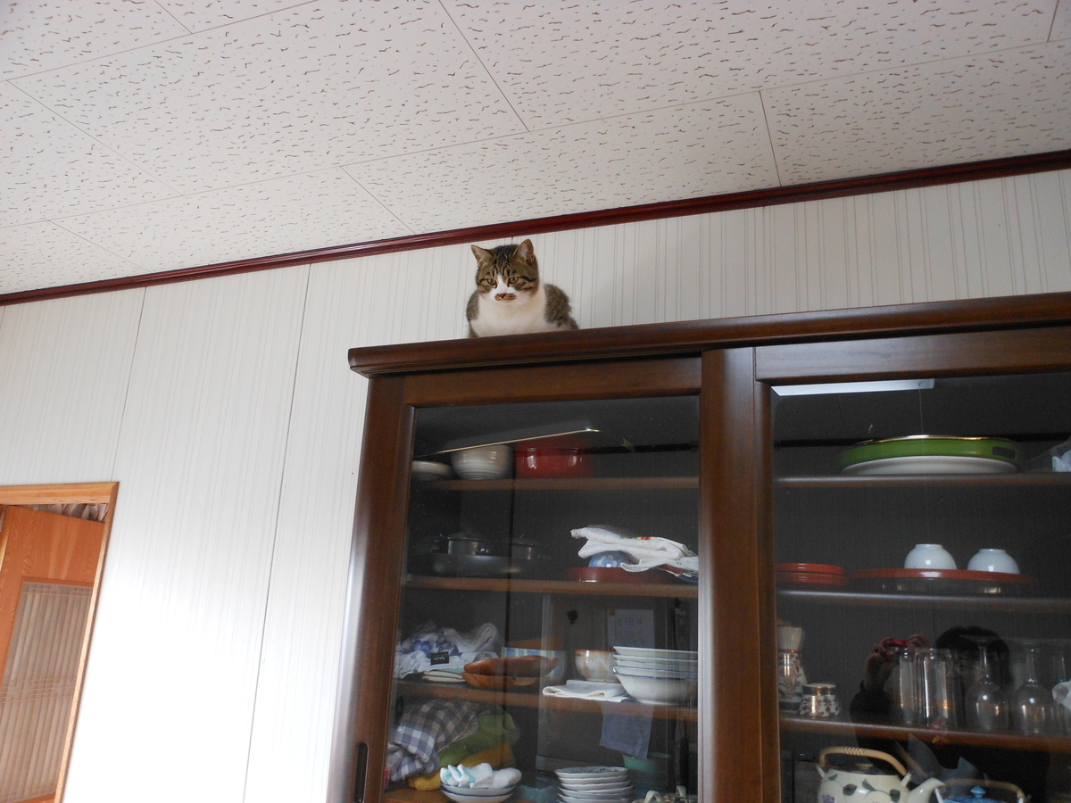 f:id:kaedeya:20200122124144j:plain