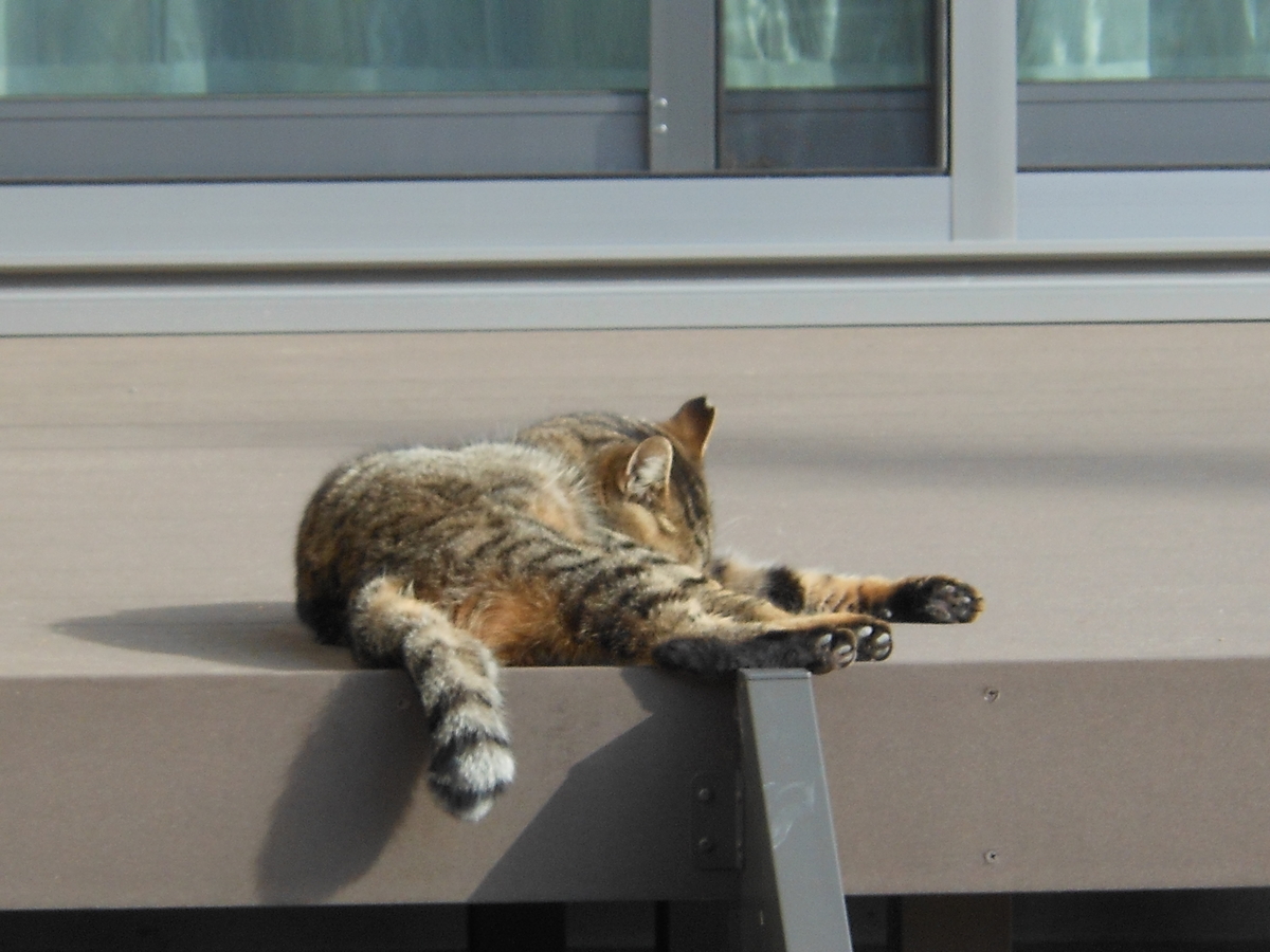 f:id:kaedeya:20200122124539j:plain