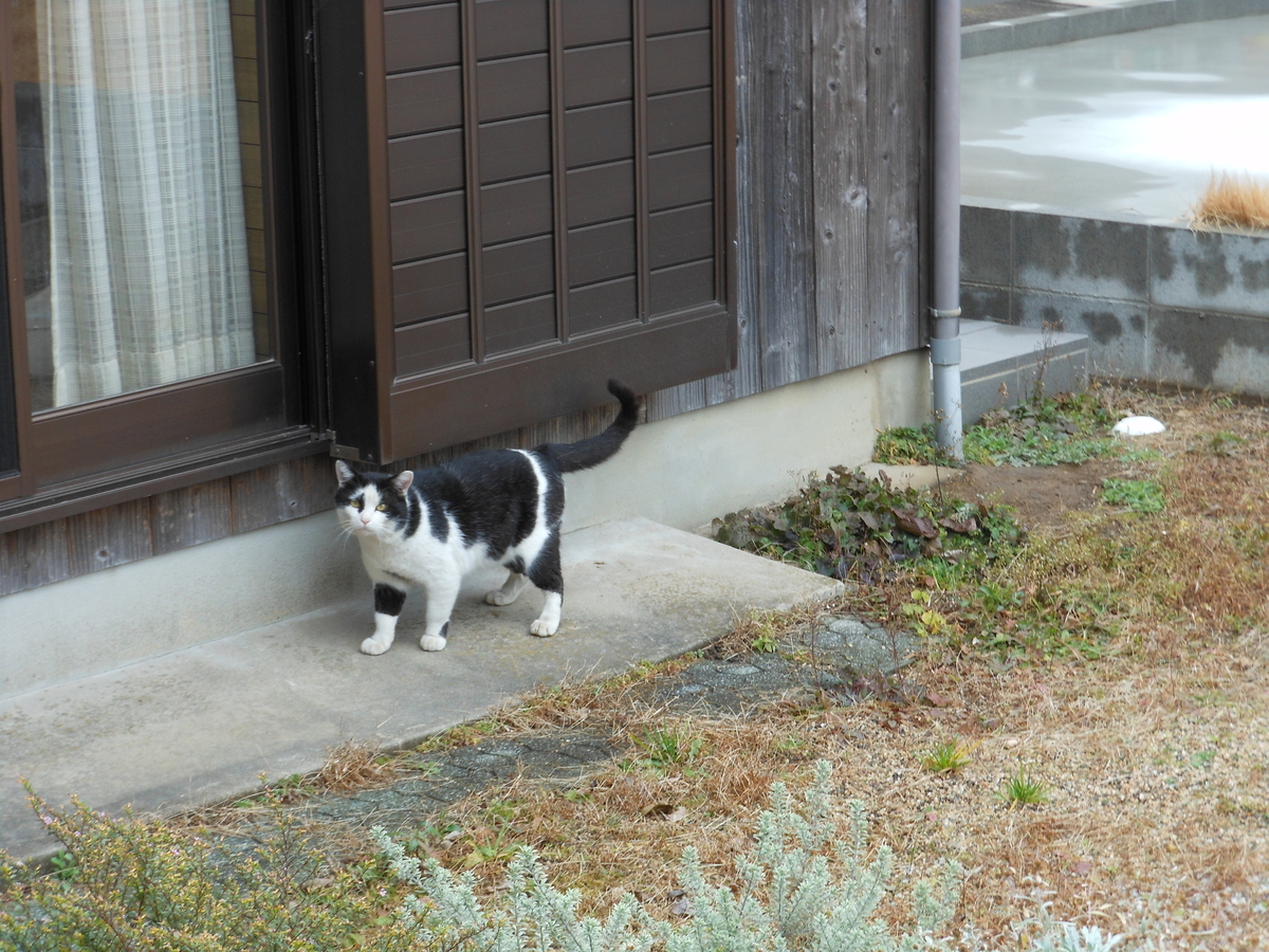 f:id:kaedeya:20200127105453j:plain