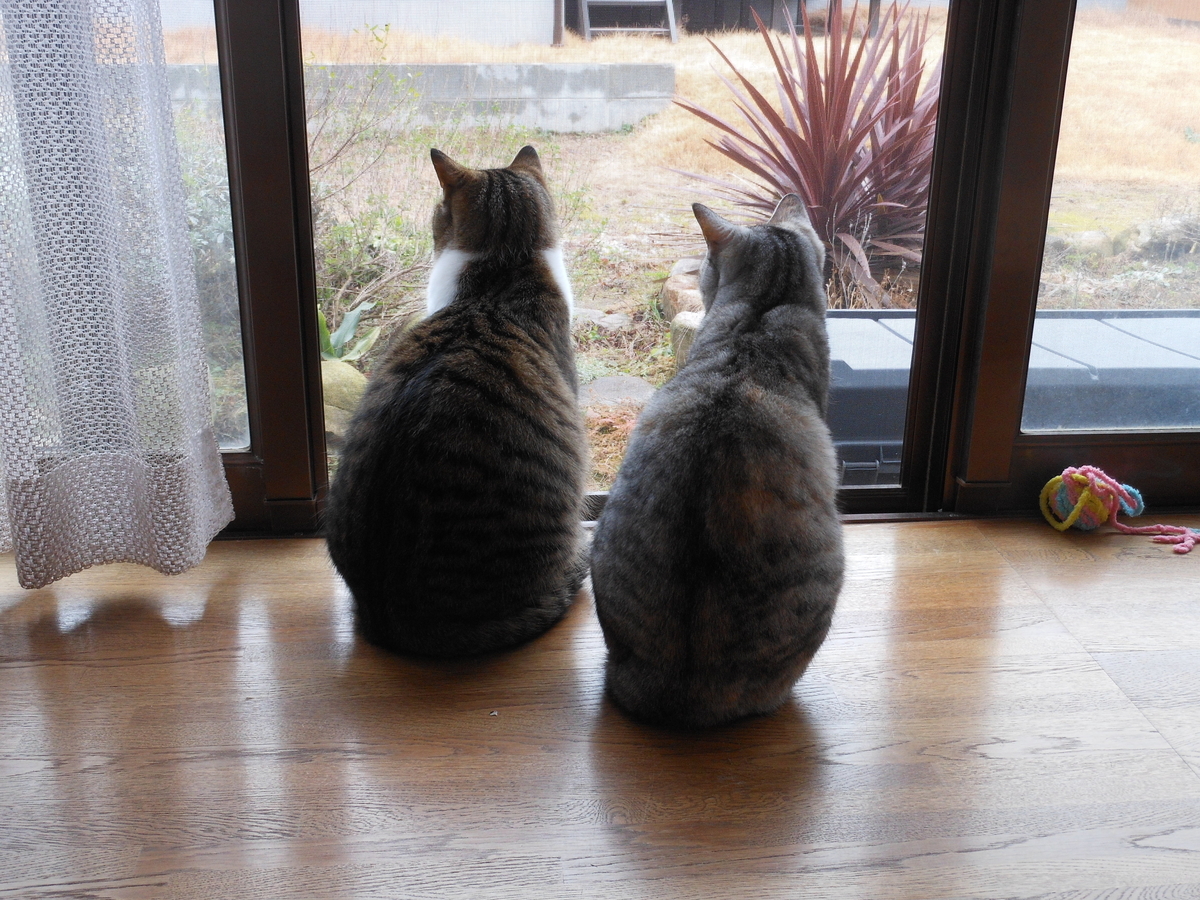 f:id:kaedeya:20200127105938j:plain