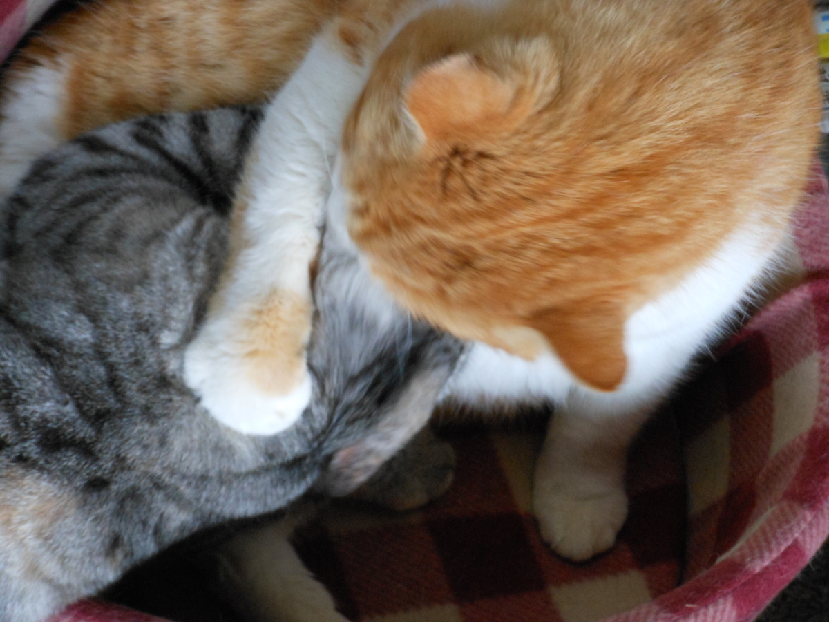 f:id:kaedeya:20200127110354j:plain