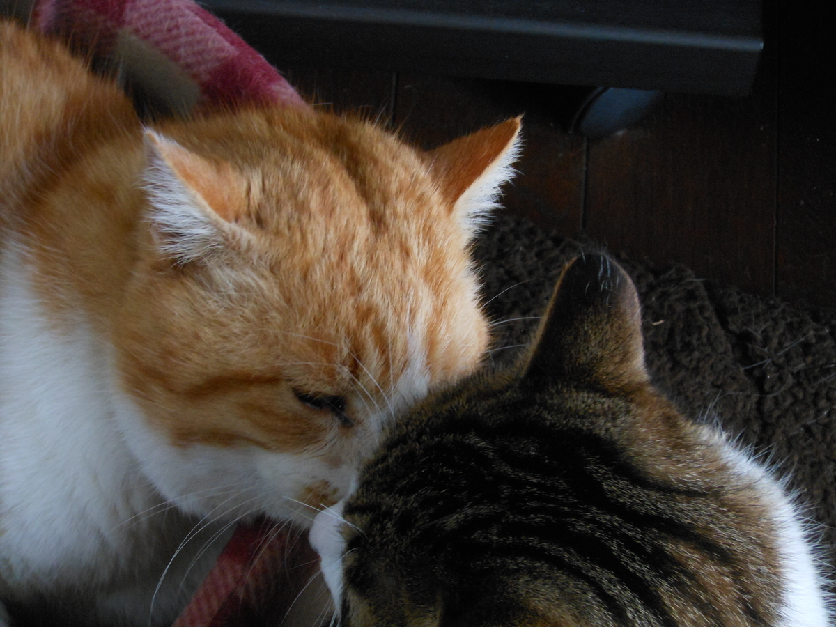 f:id:kaedeya:20200127110824j:plain