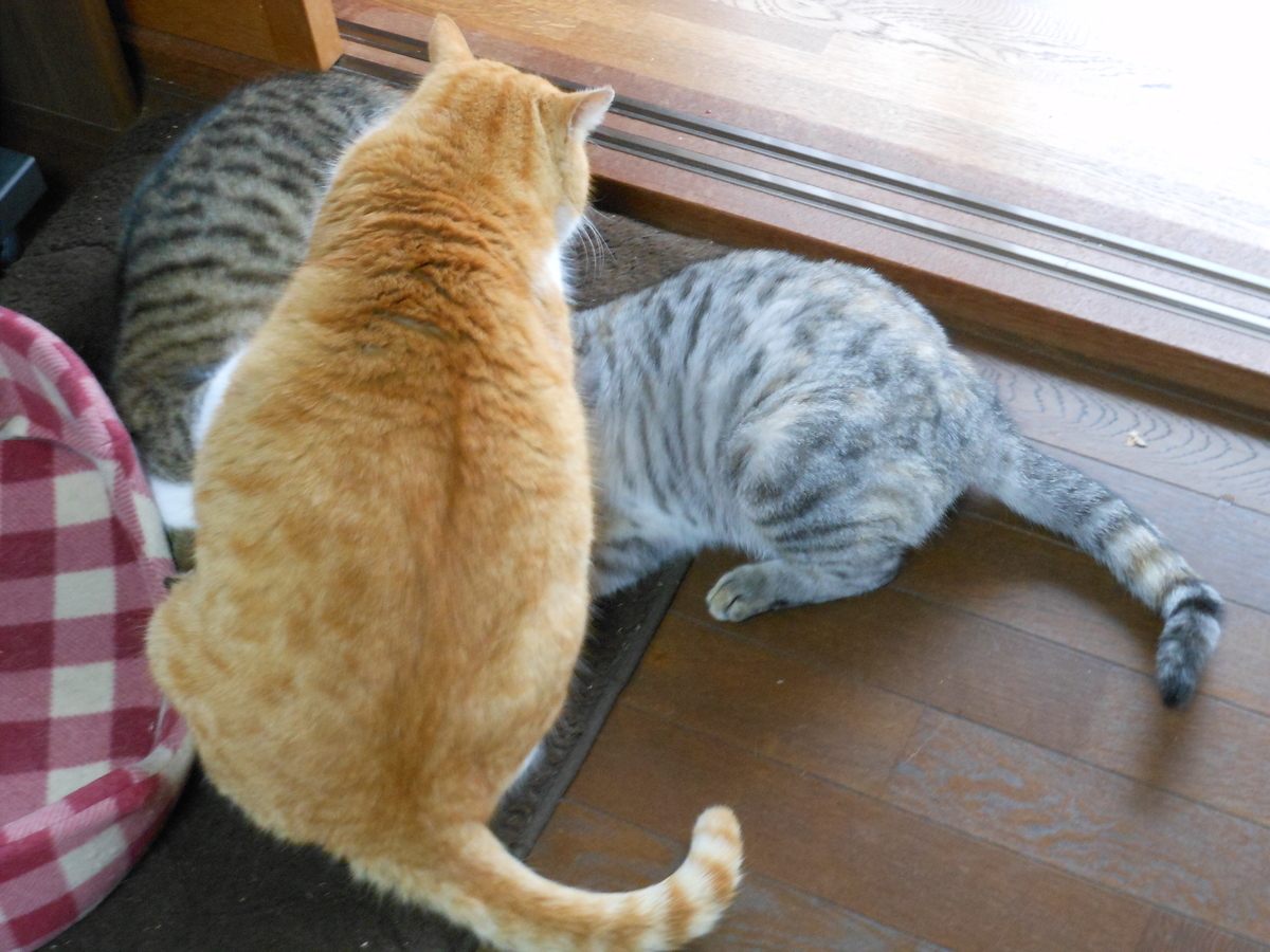 f:id:kaedeya:20200127110915j:plain