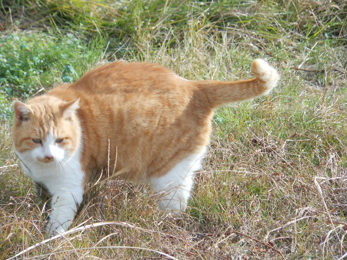 f:id:kaedeya:20200129131806j:plain