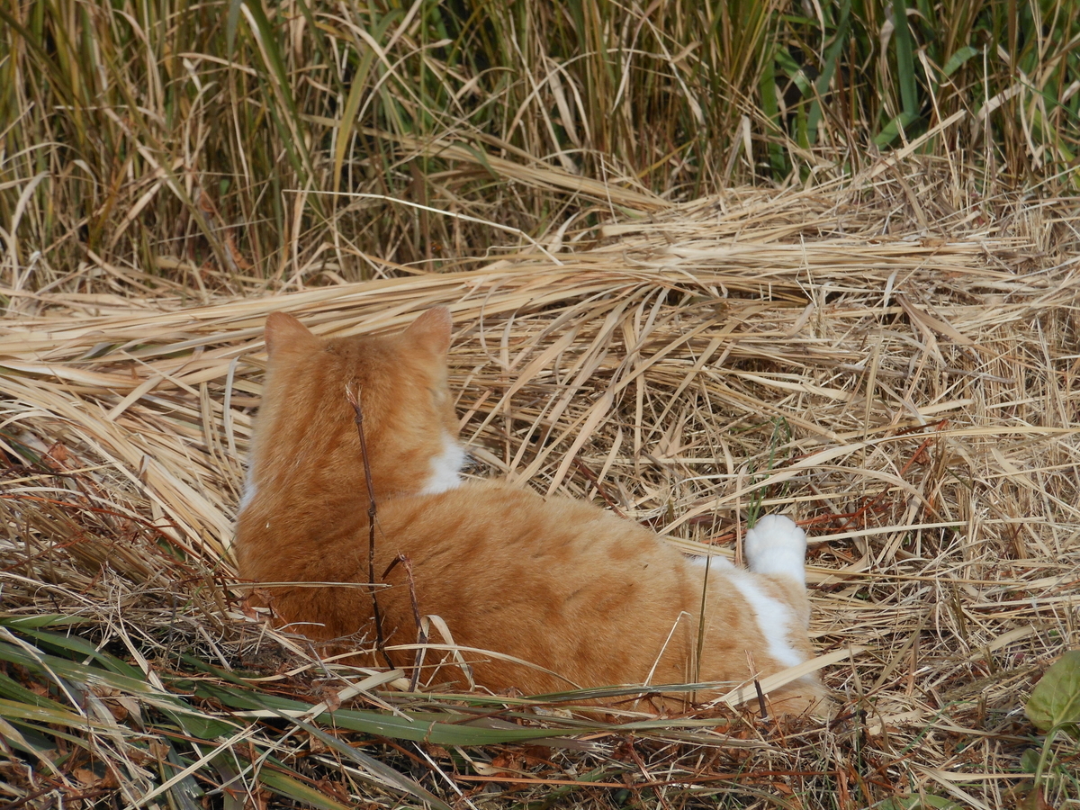 f:id:kaedeya:20200129132036j:plain