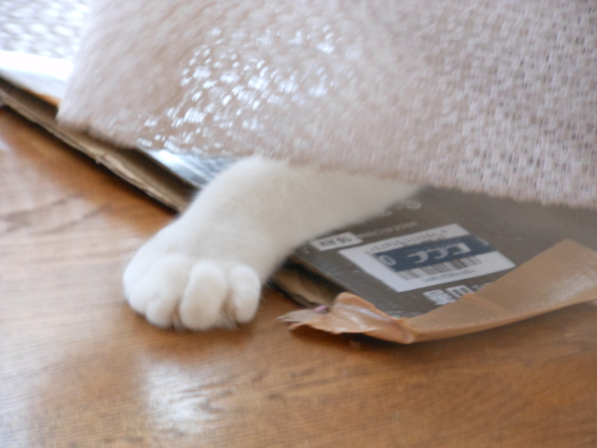 f:id:kaedeya:20200204173901j:plain