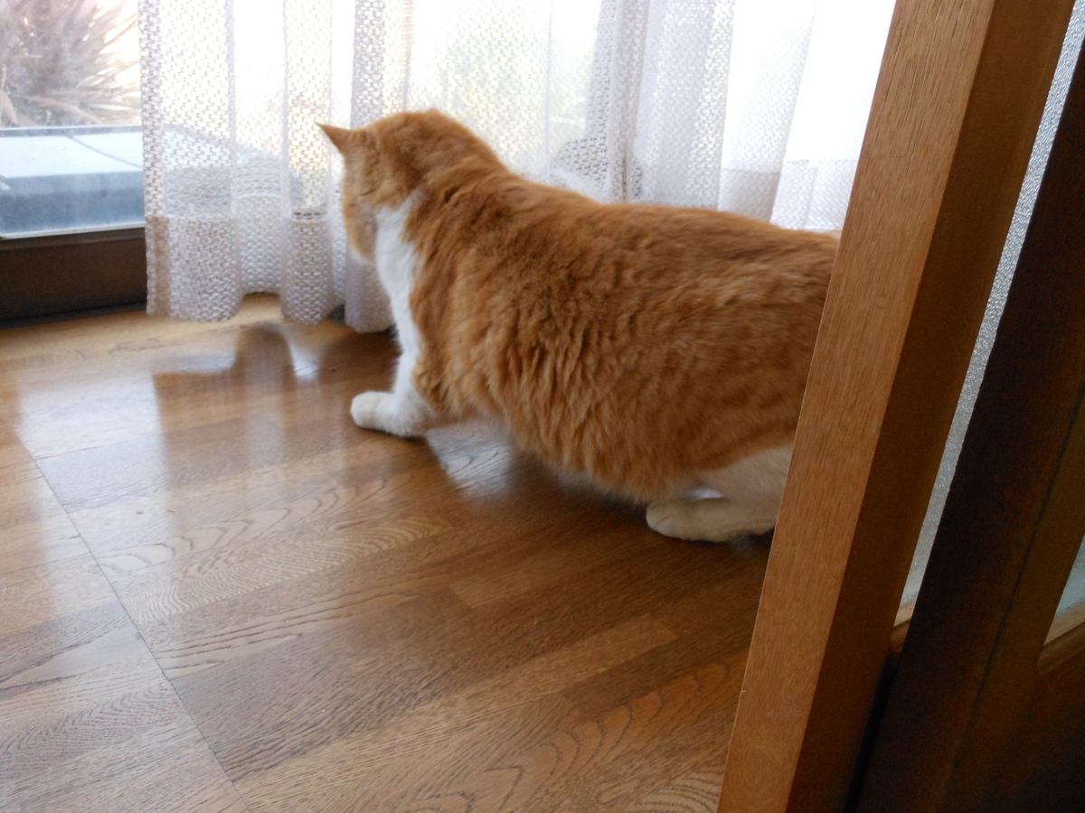 f:id:kaedeya:20200204173931j:plain