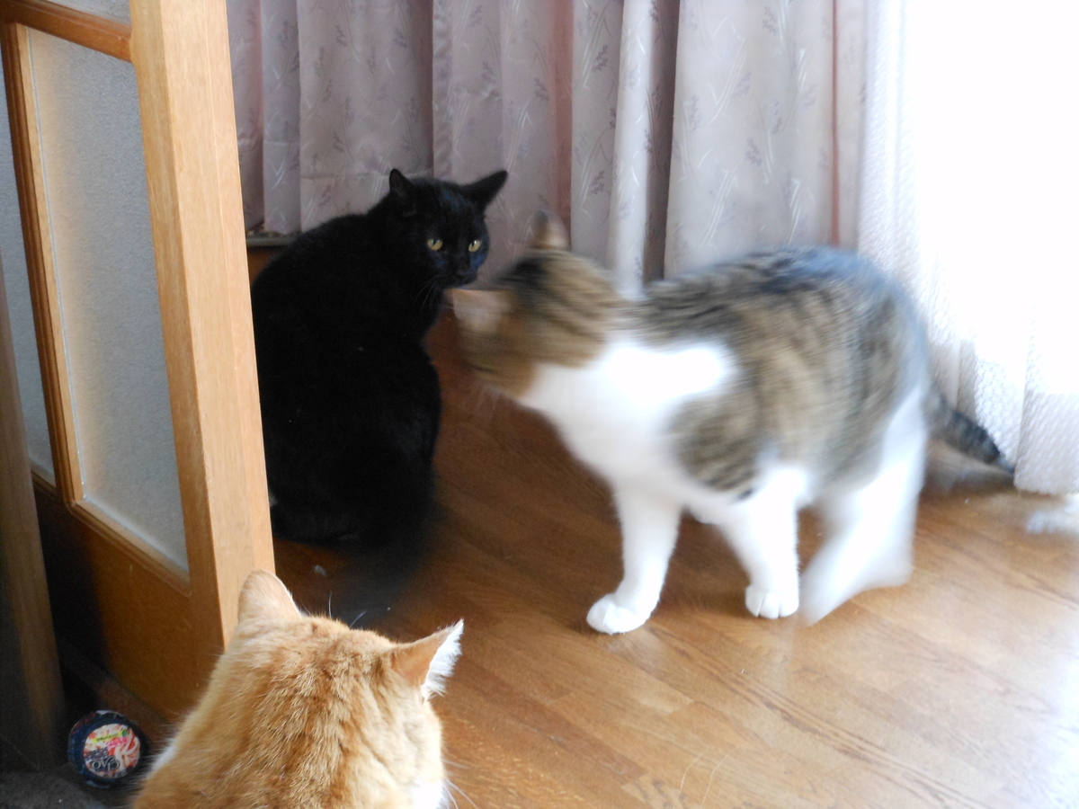 f:id:kaedeya:20200204174107j:plain