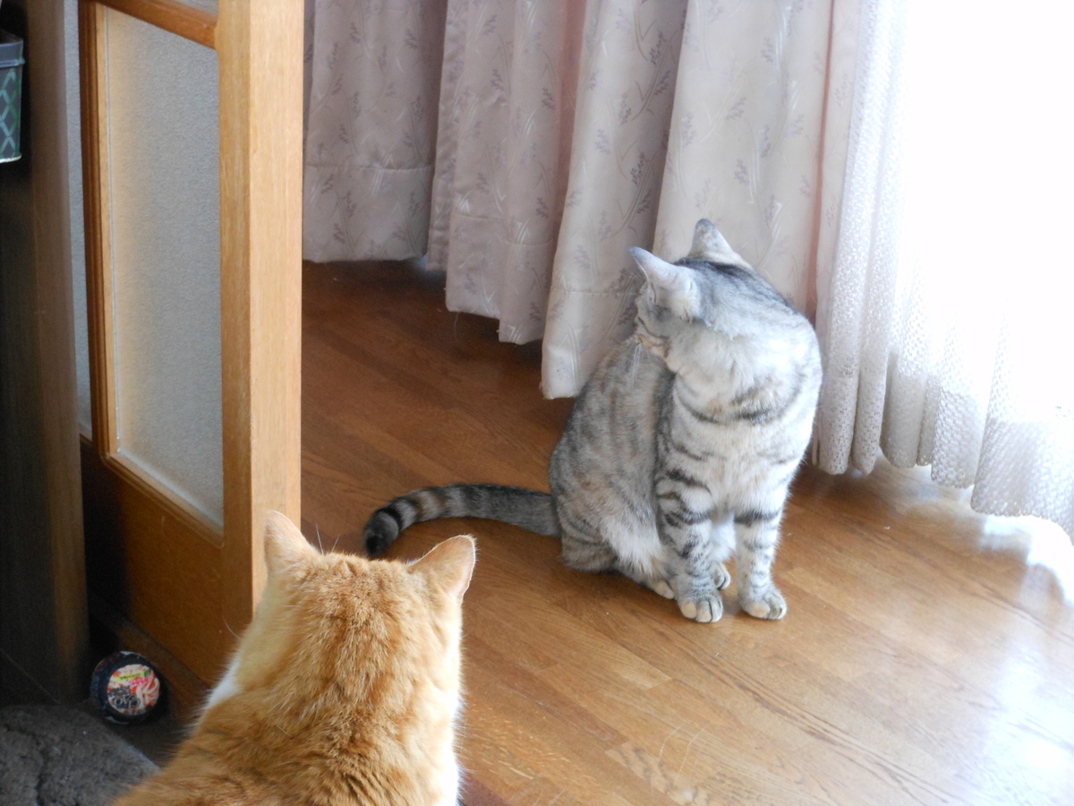 f:id:kaedeya:20200204174256j:plain