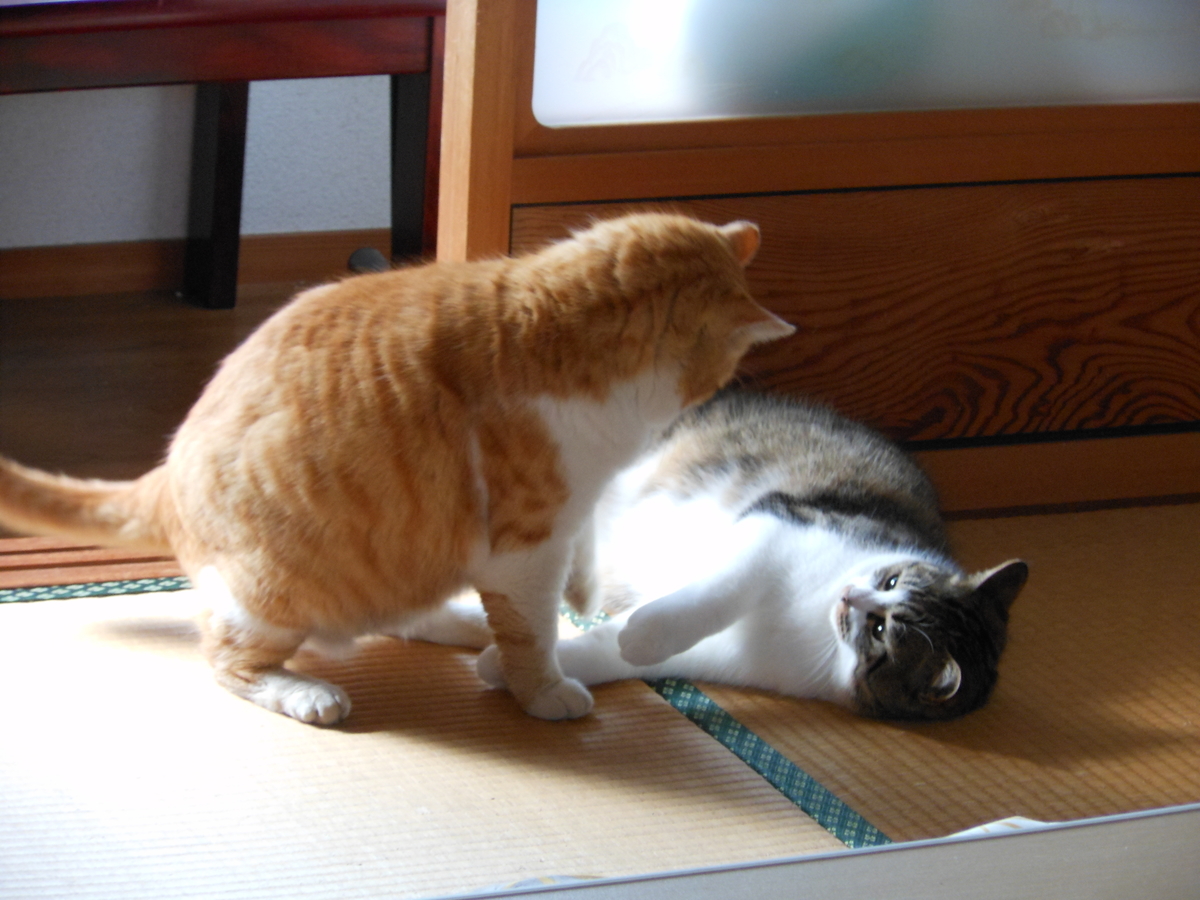 f:id:kaedeya:20200204195351j:plain