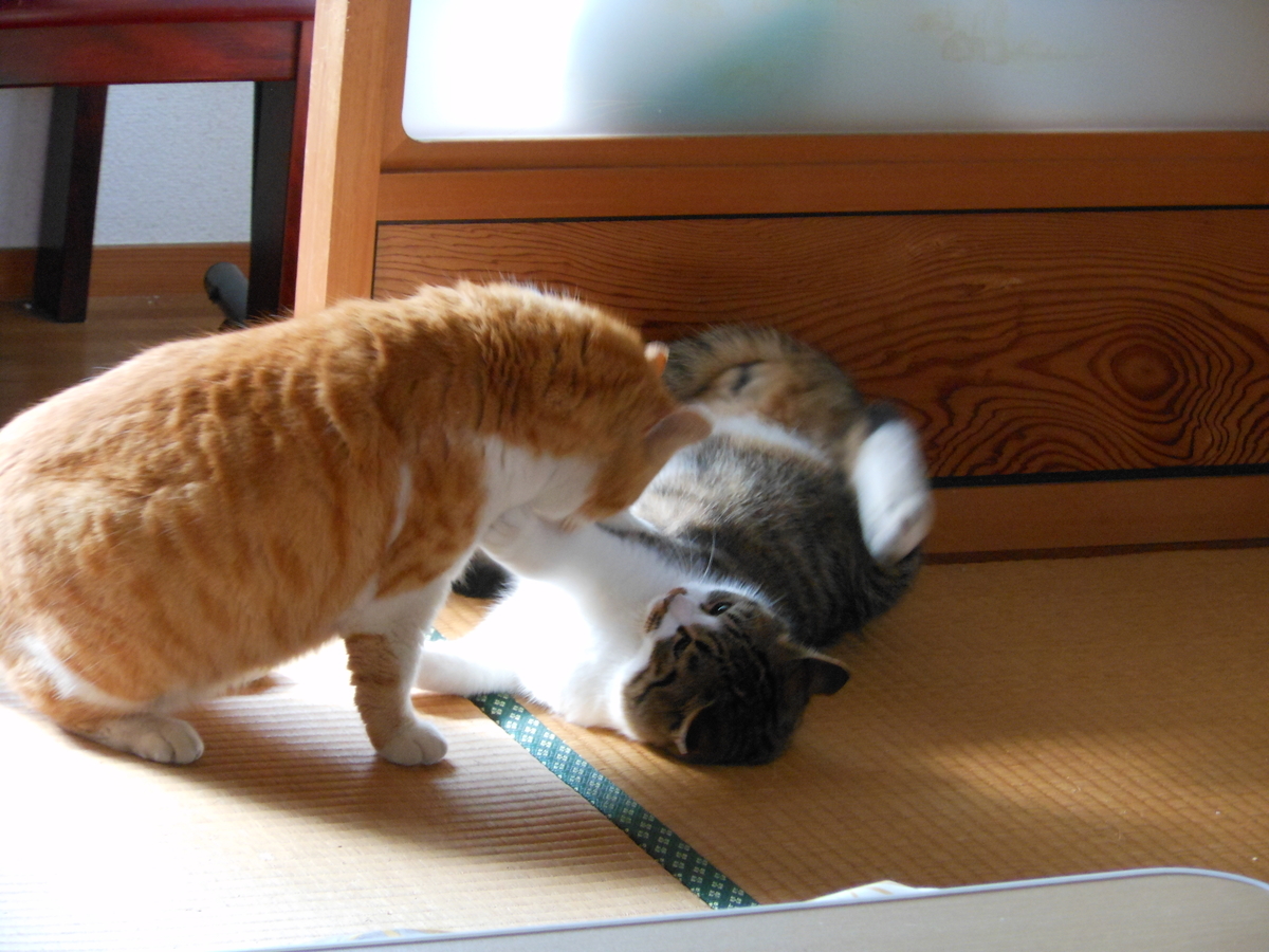 f:id:kaedeya:20200204195501j:plain