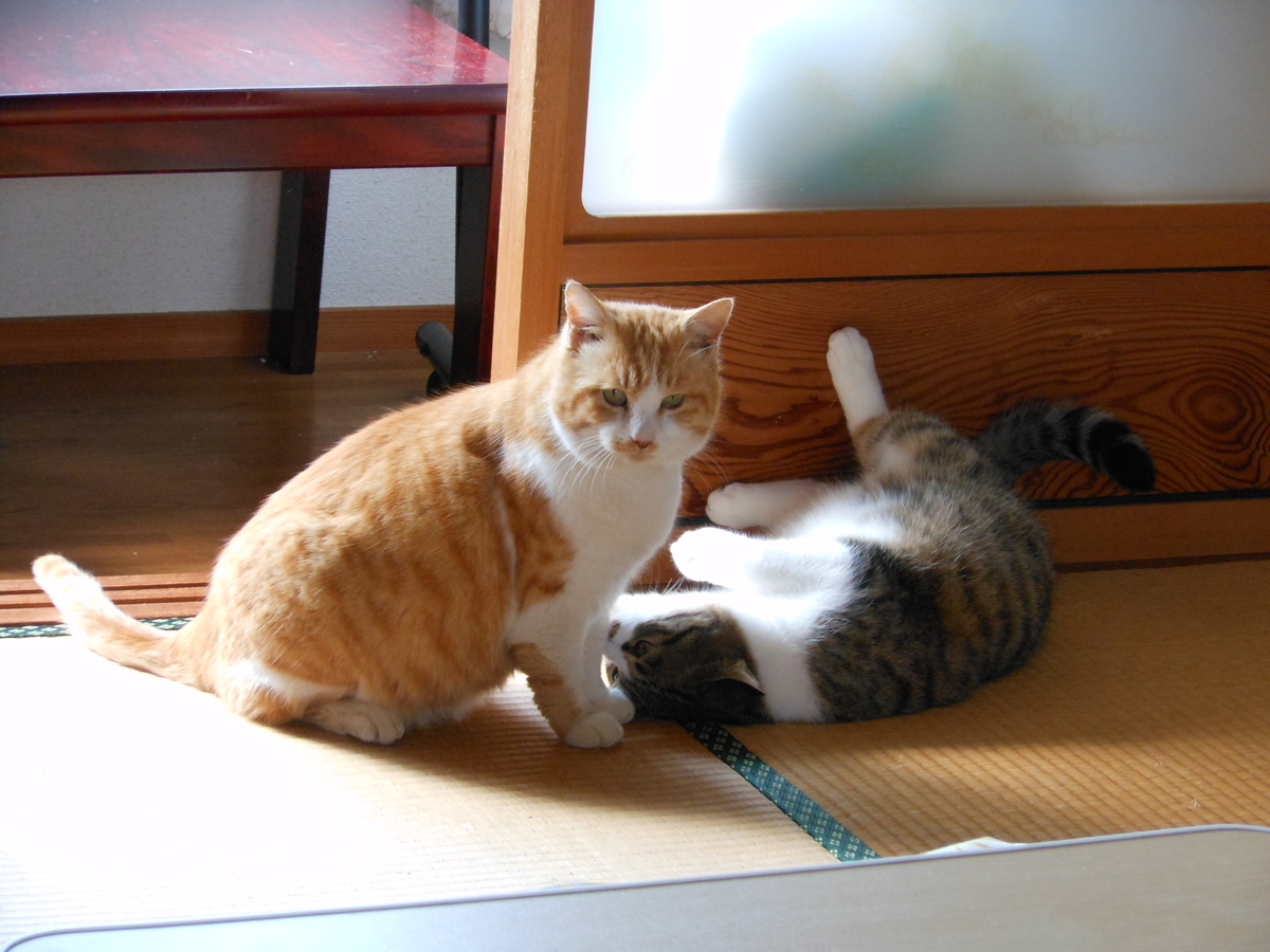 f:id:kaedeya:20200204195720j:plain