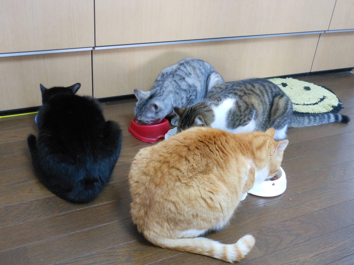 f:id:kaedeya:20200204202514j:plain