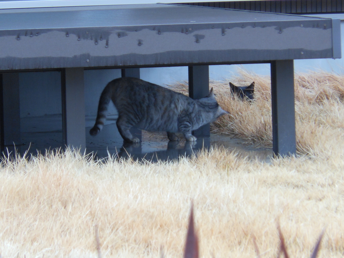 f:id:kaedeya:20200213204337j:plain