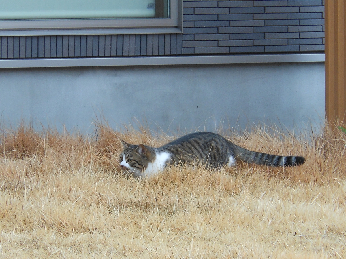 f:id:kaedeya:20200213204645j:plain