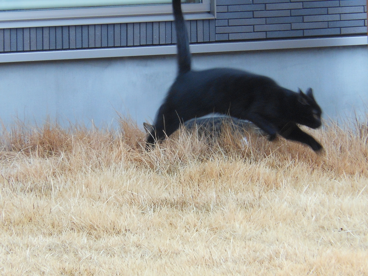 f:id:kaedeya:20200213205003j:plain