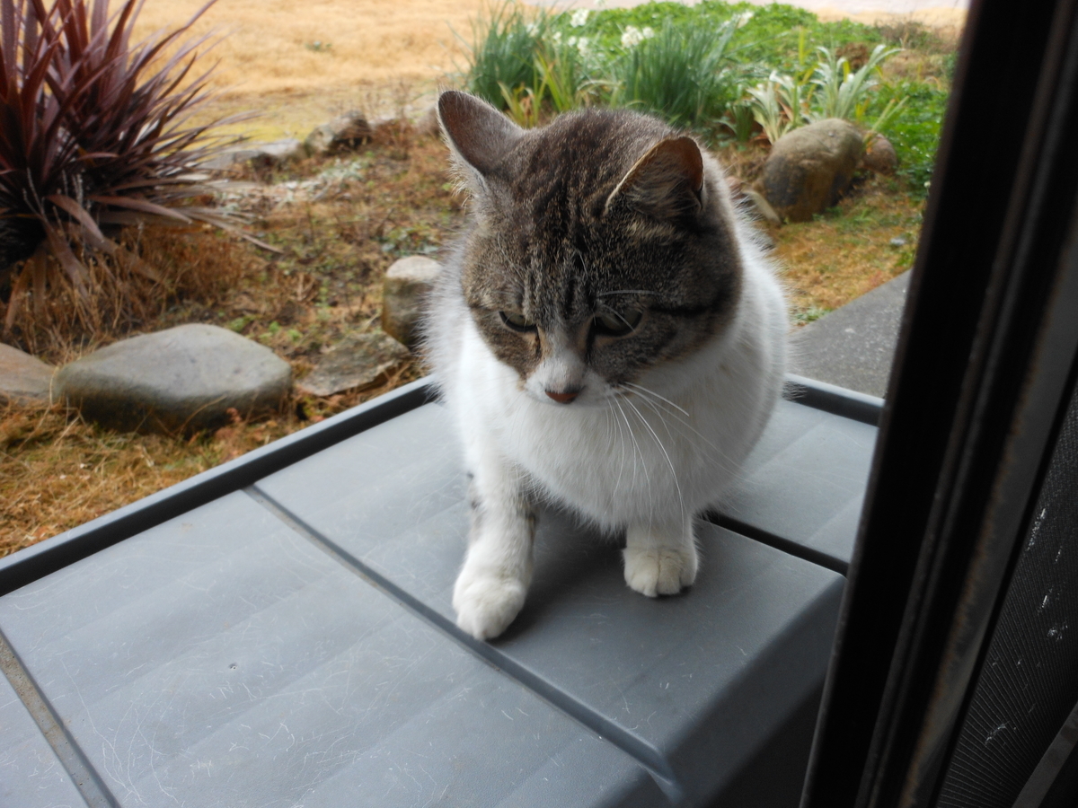 f:id:kaedeya:20200213210327j:plain