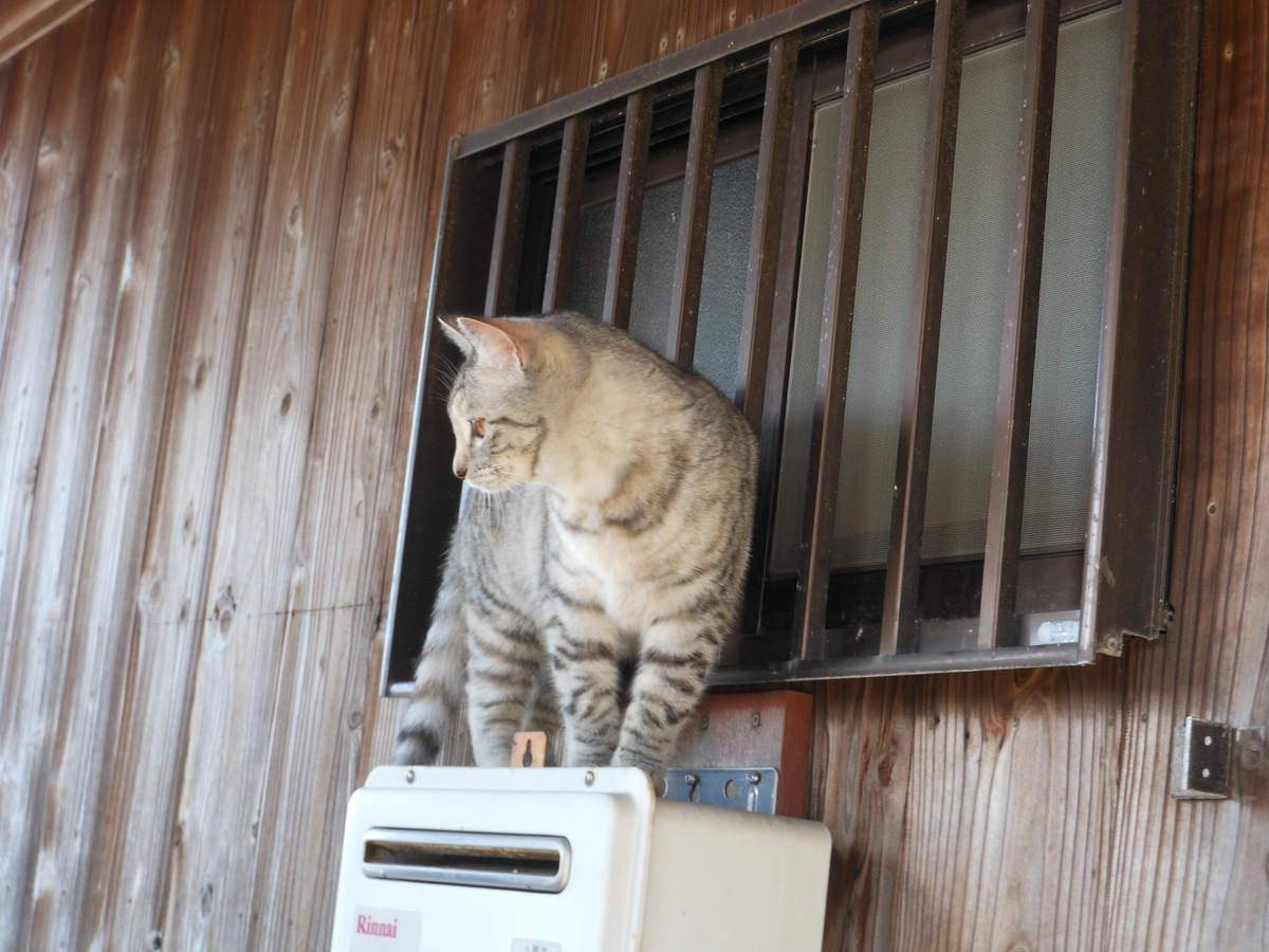 f:id:kaedeya:20200312103240j:plain