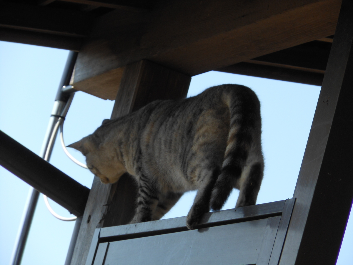 f:id:kaedeya:20200312103400j:plain