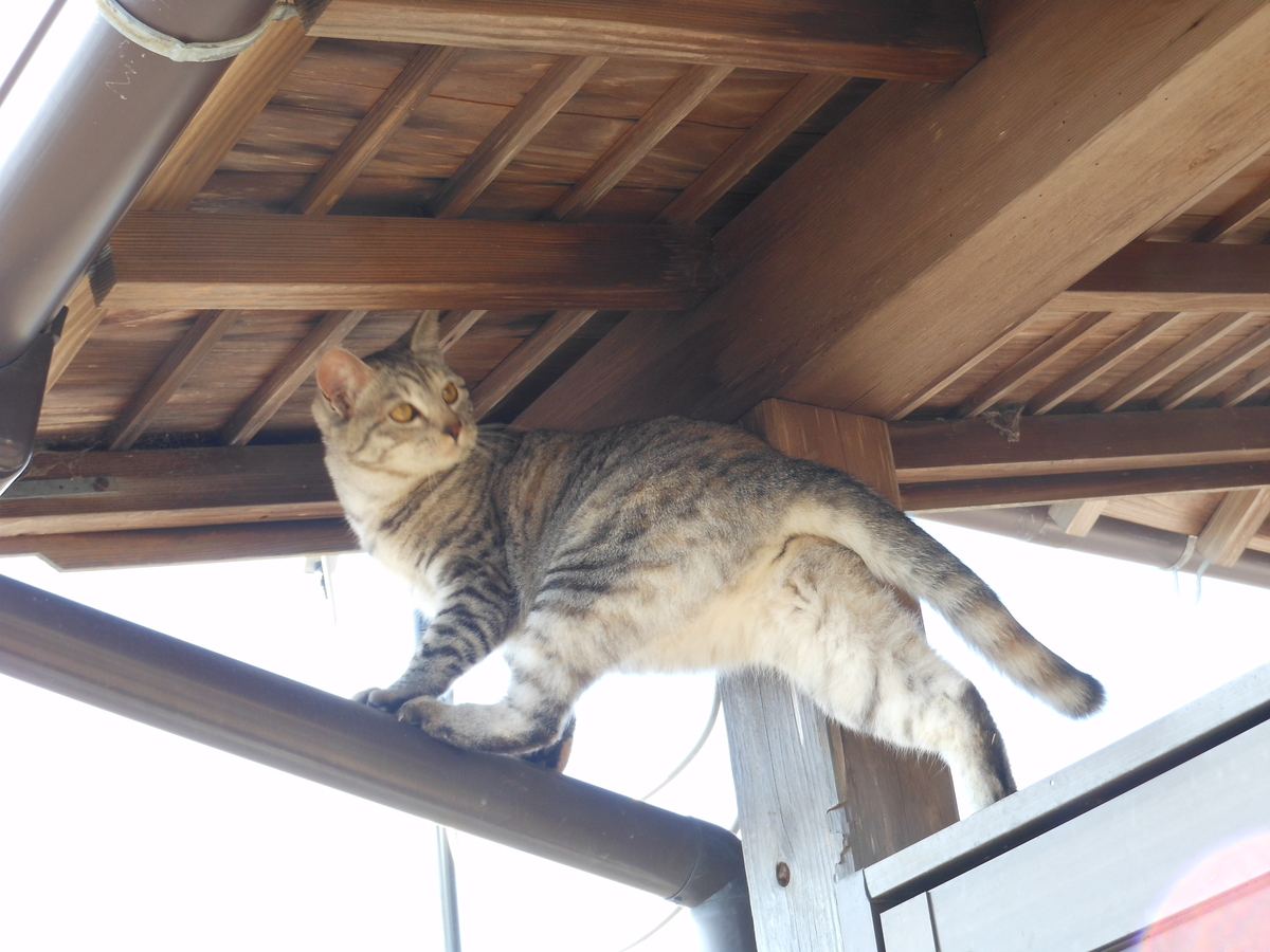 f:id:kaedeya:20200312103436j:plain