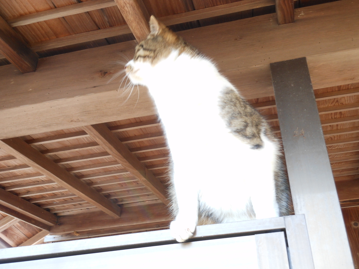 f:id:kaedeya:20200312103506j:plain