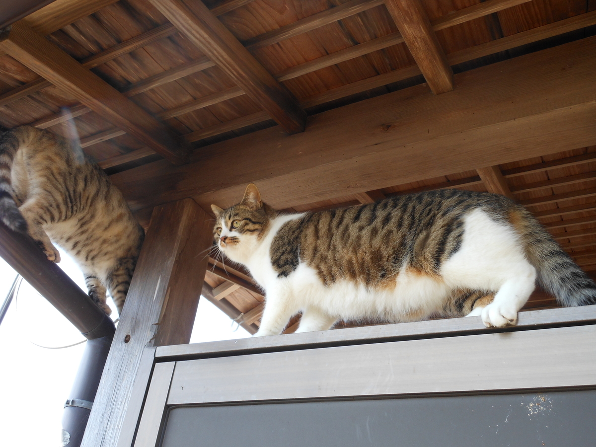 f:id:kaedeya:20200312103536j:plain