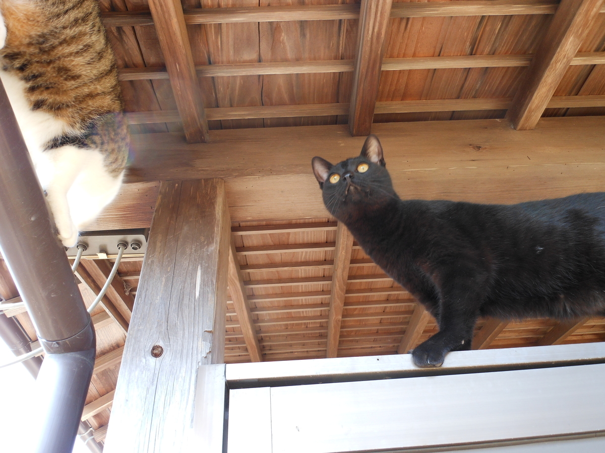 f:id:kaedeya:20200312103625j:plain