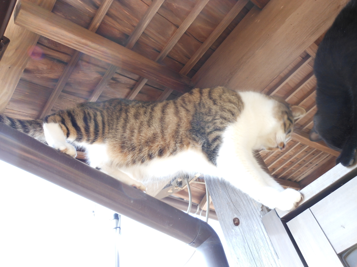 f:id:kaedeya:20200312103639j:plain