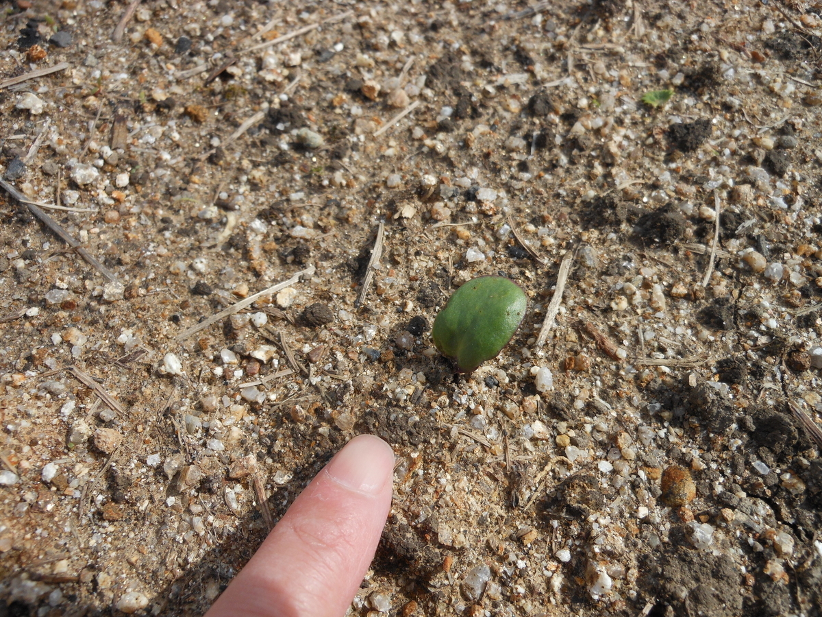 f:id:kaedeya:20200313101514j:plain