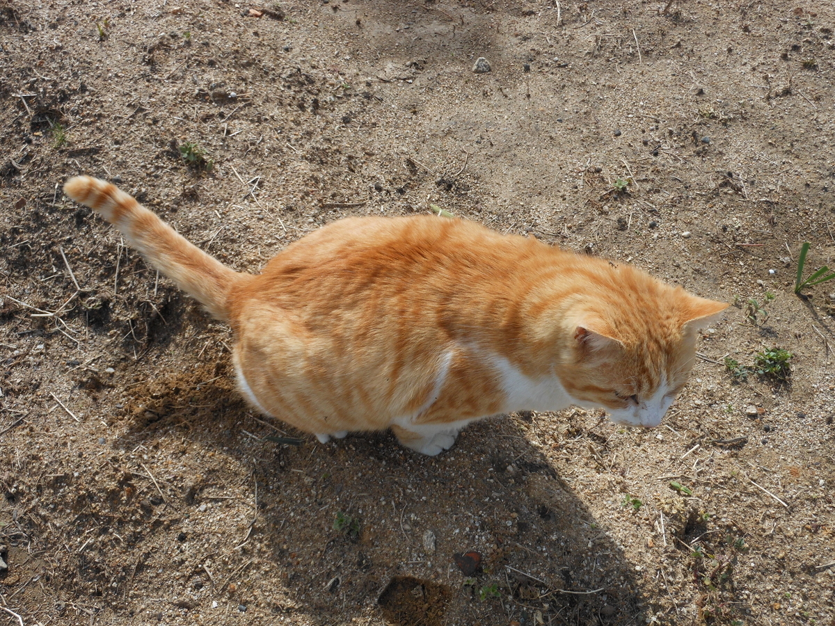 f:id:kaedeya:20200313101544j:plain