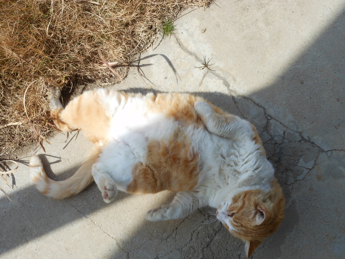 f:id:kaedeya:20200313101757j:plain