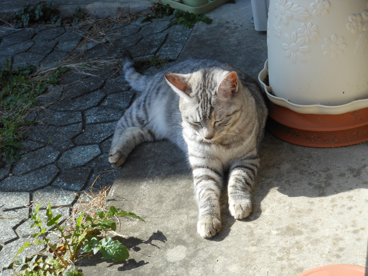 f:id:kaedeya:20200317091155j:plain