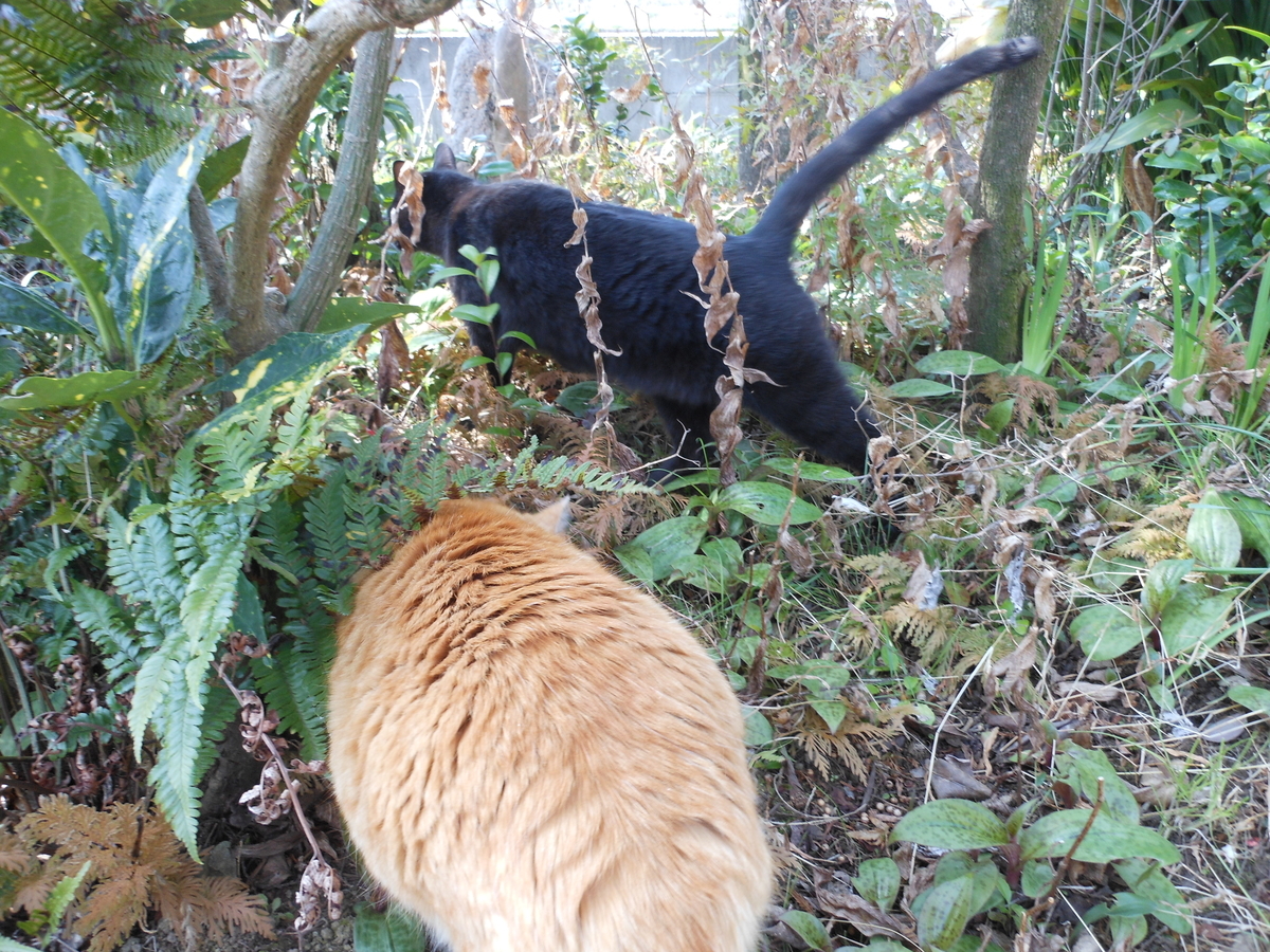 f:id:kaedeya:20200317093632j:plain