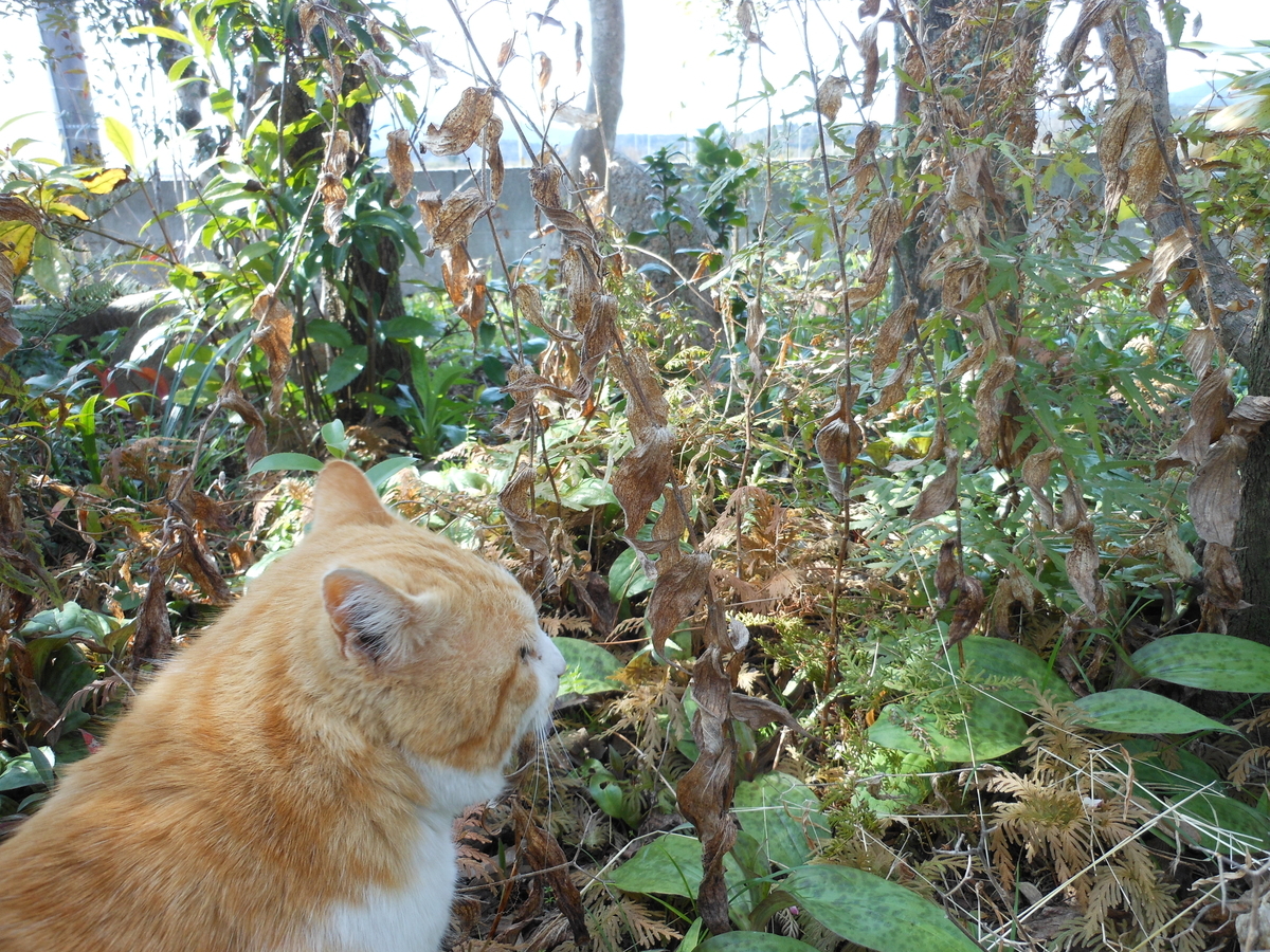 f:id:kaedeya:20200317093641j:plain