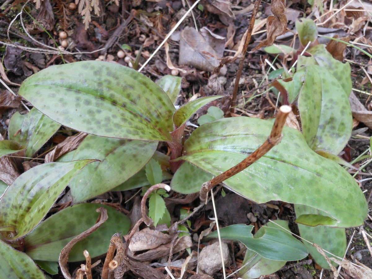 f:id:kaedeya:20200317093653j:plain