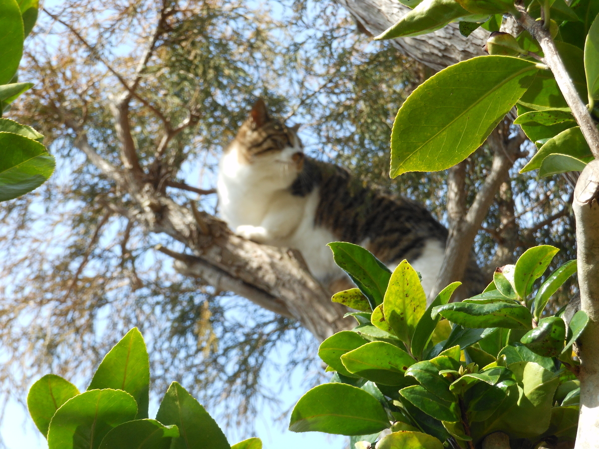 f:id:kaedeya:20200317093812j:plain