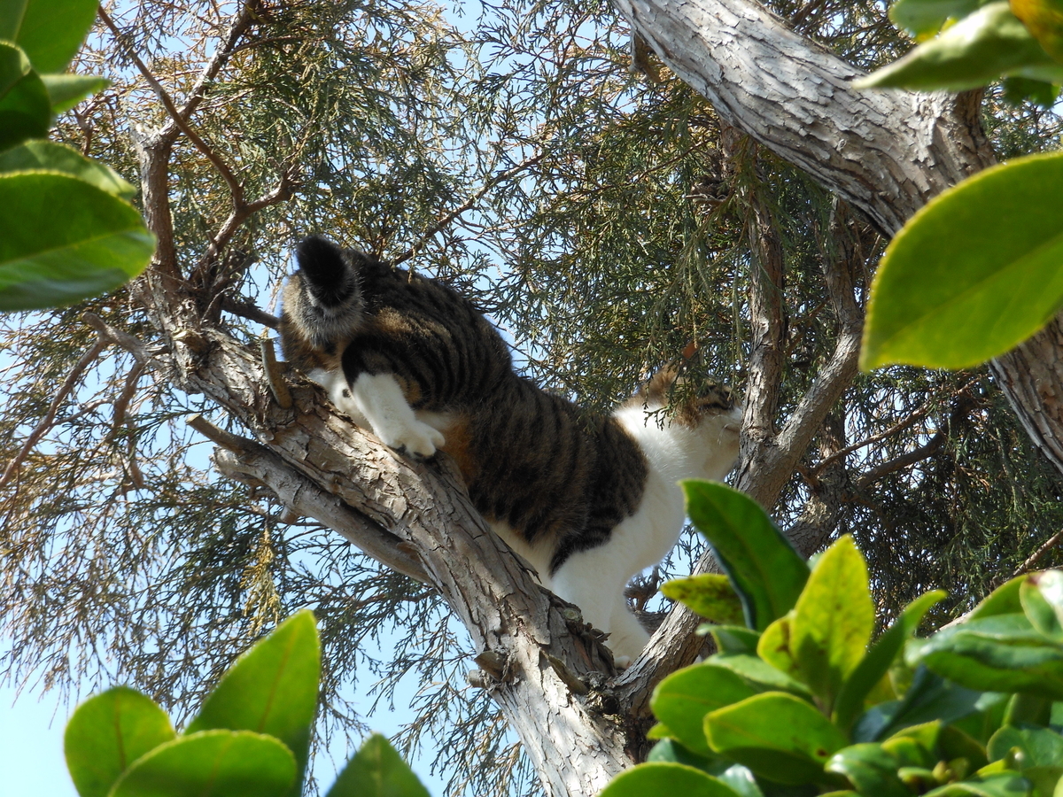 f:id:kaedeya:20200317093822j:plain