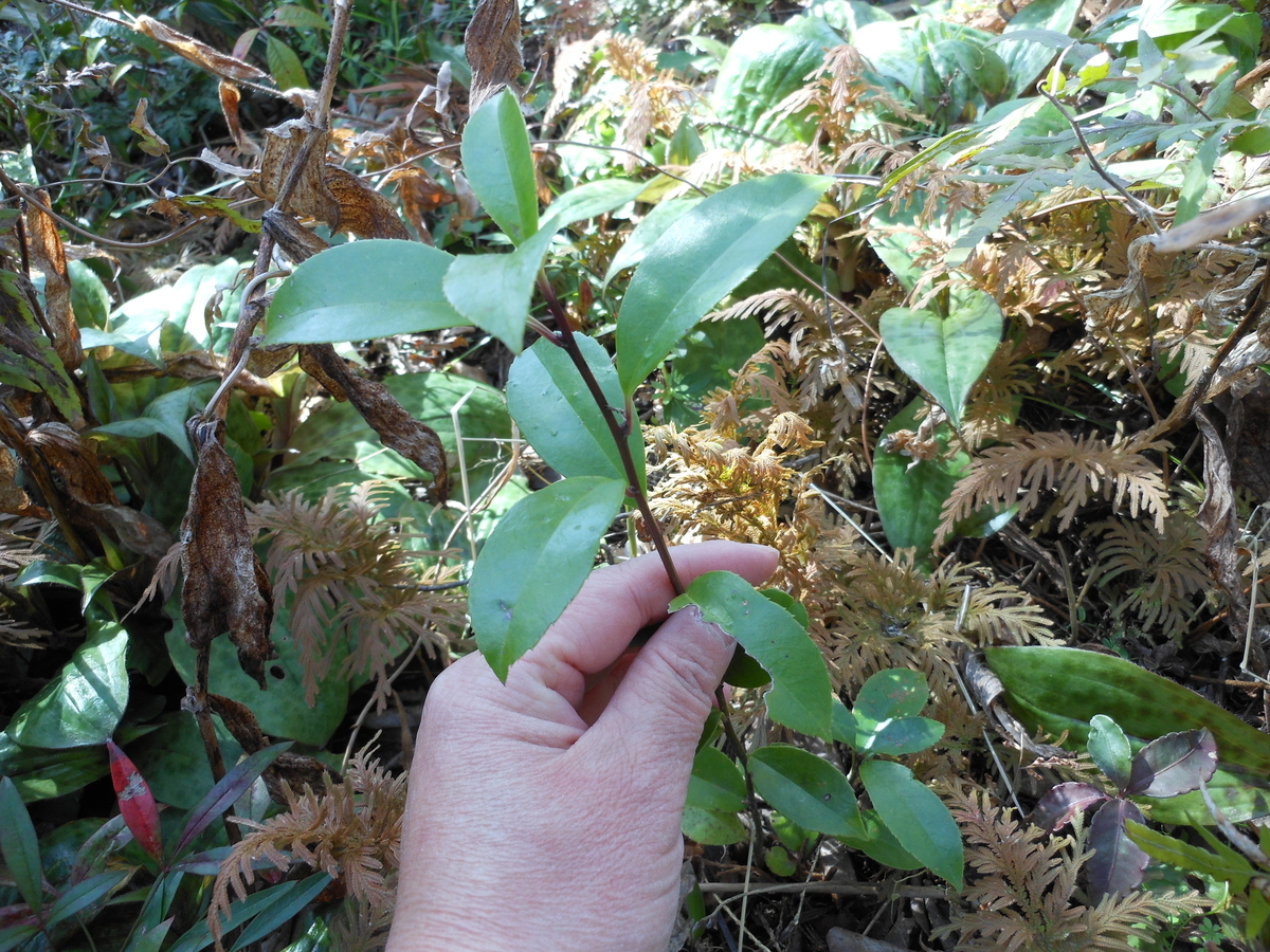 f:id:kaedeya:20200317094020j:plain